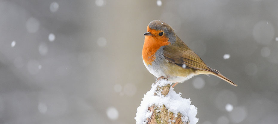 A robin on a snow-covered tree stump