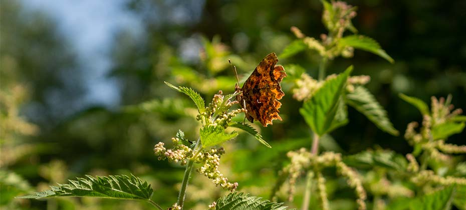 A brown butterfly on a stinging nettle with nutlets