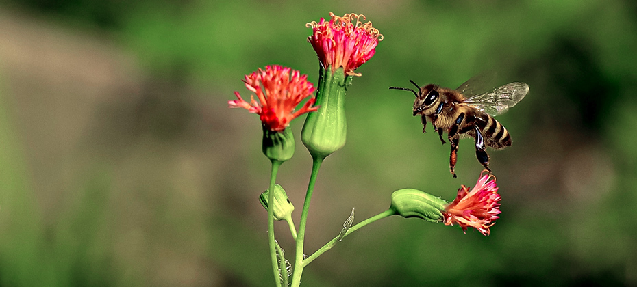 Eine fliegende Biene vor Blüten