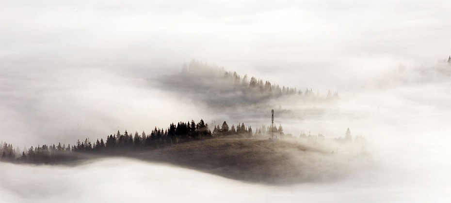 A vineyard in a dense fog