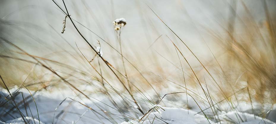 Winter grasses
