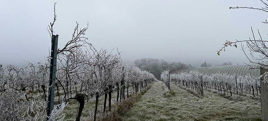 Vineyard in the hoarfrost