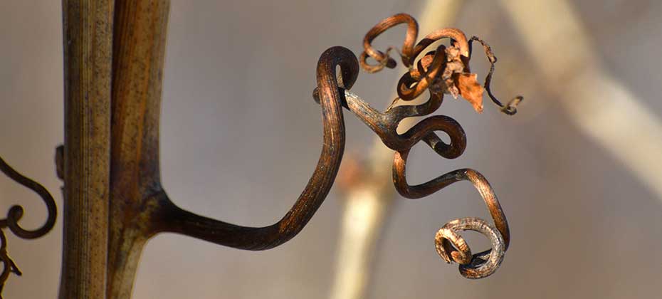 Dry tendril on the vine