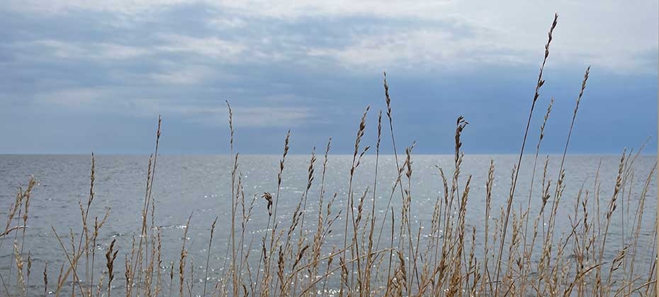 Sea view, grasses in front