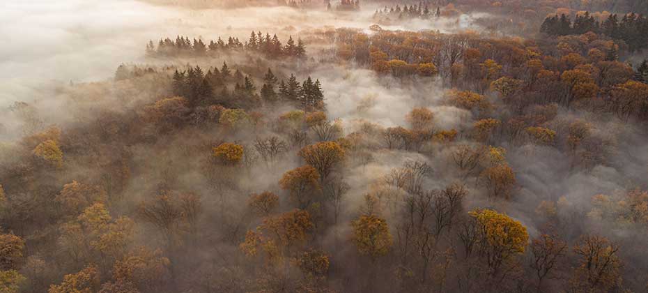 Herbstwald im Nebel