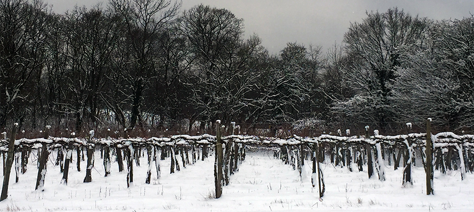 Winterliche Weinlandschaft