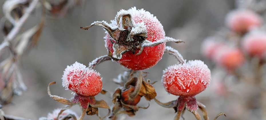 Rosehip in hoarfrost